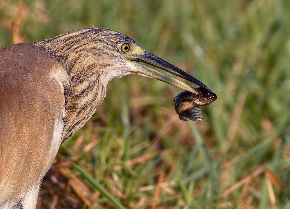 A squacco heron in long grass on the bank of the Chobe river, has speared a small black fish.