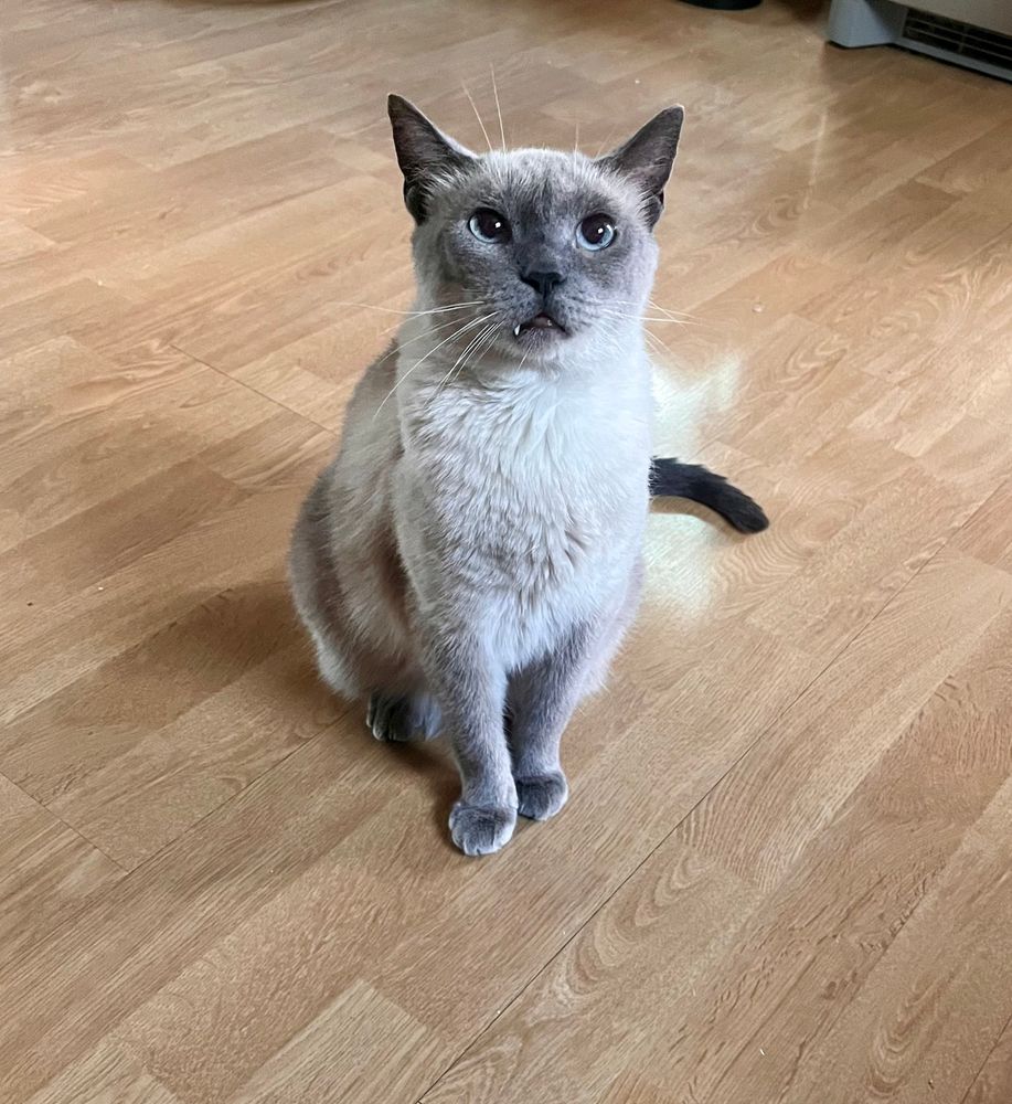 Tiny blue point Siamese with perfect form and a tiny little fang poking from her little mouth 