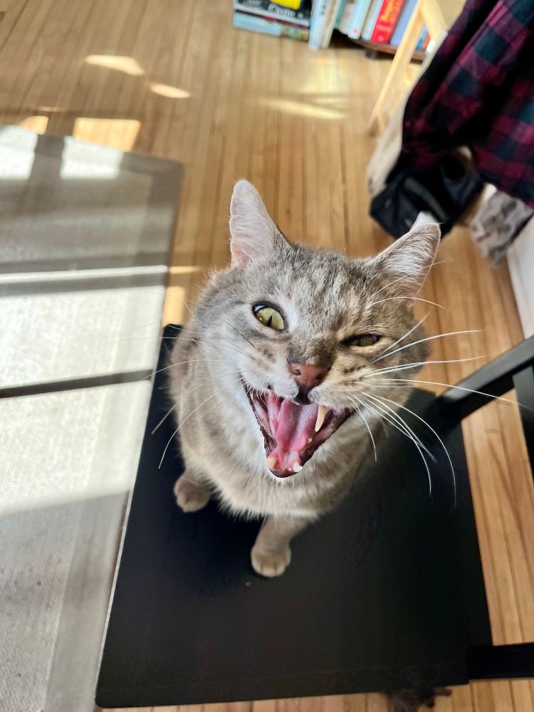 Our grey tabby Gerald last year, back when he still had lots of teeth, showing off most of them 