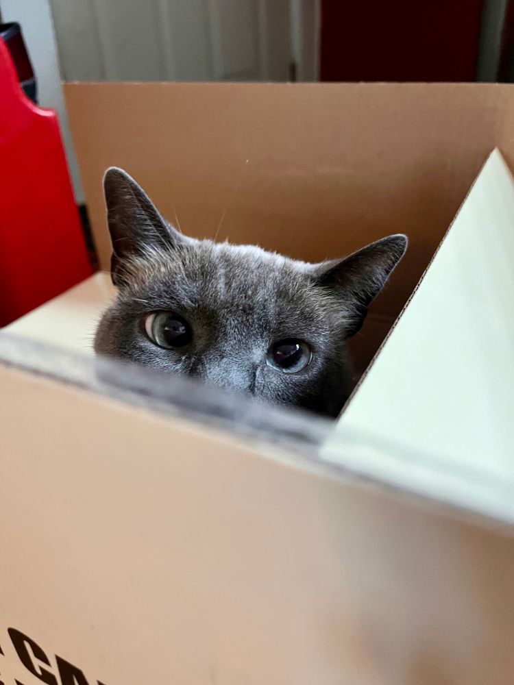 A cute Siamese cat peers out of a cardboard box 