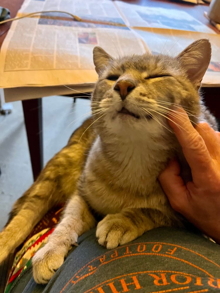 Tabby cat looking QUITE pleased as he receives chin skritches 