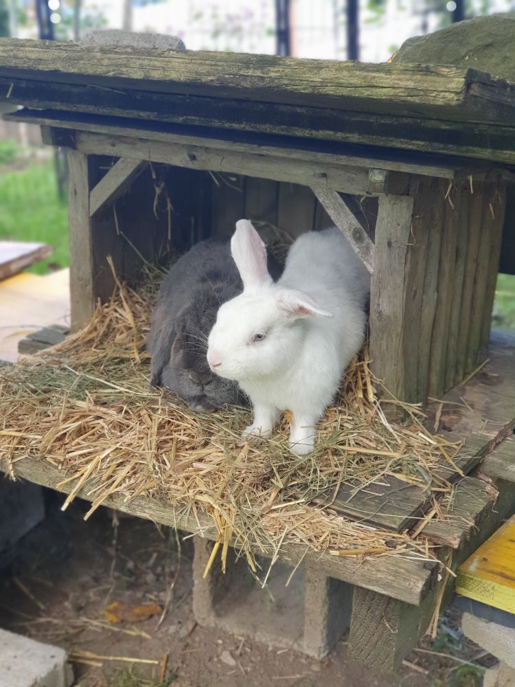 Ein dunkles Widderkaninchen und ein weißes Kaninchen mit Stehohren und blauen Augen in einem gebauten überdachten Hochsitz