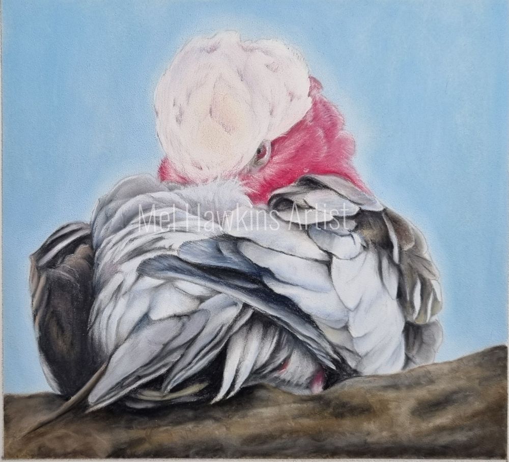 A pastel pencil drawing of a galah. A parrot like bird with grey body and pink head. Watermark says Mel Hawkins Artist