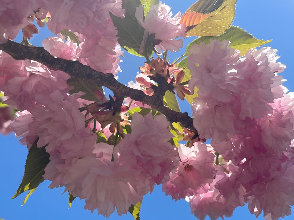 Photo of a branch full of kwanzan cherry flowers highlighted by the sun.
