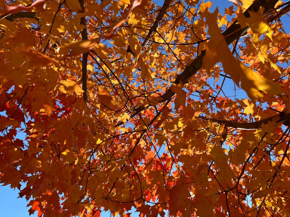 Photo of orange tree leaves glimmering overhead.