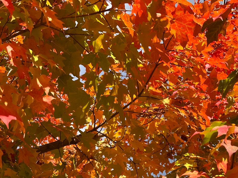Photo of colorful tree leaves which are a blend of light green and orange. A clouded sky is partly visible between the leaves.