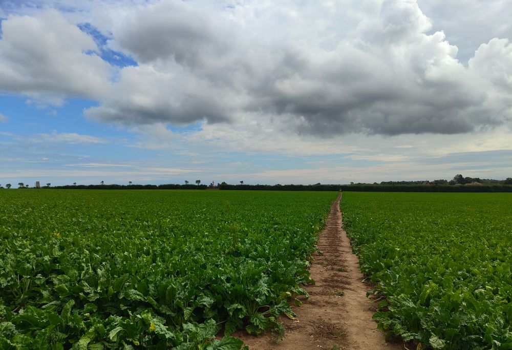 Path through the field, with the lighthouse visible in the distance