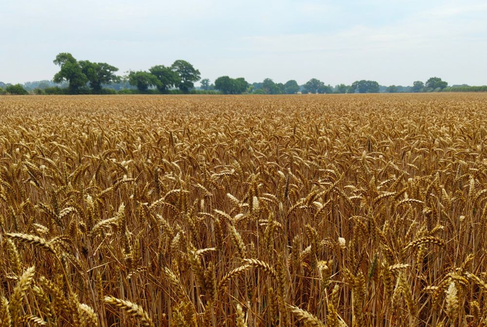 Fields of gold