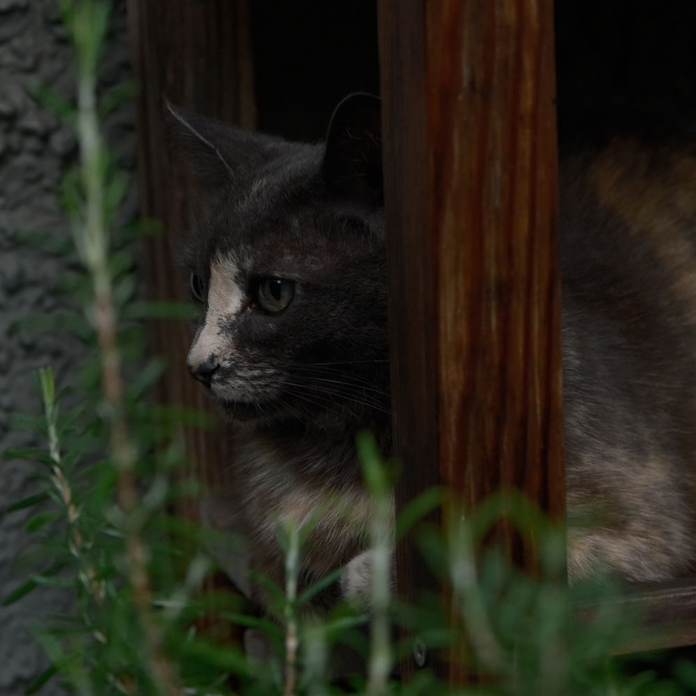 portrait photo of a house cat sitting on a shelf, with a plant in the foreground