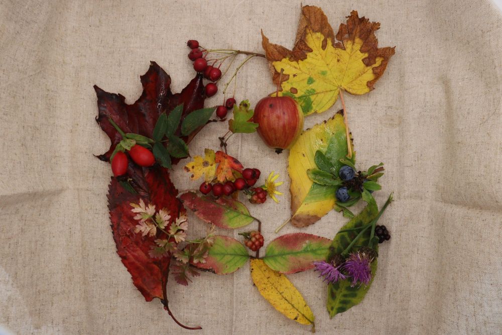 Autumn leaves, fruits, berries and flowers arranged in a pattern