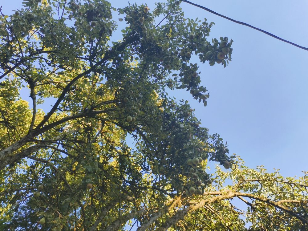 Pear tree