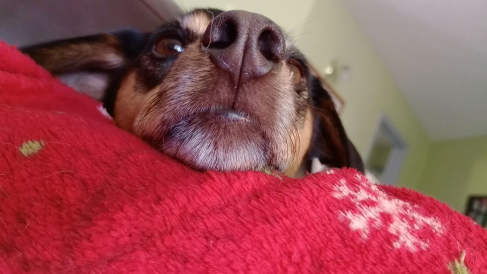 Picture of a dog's nose