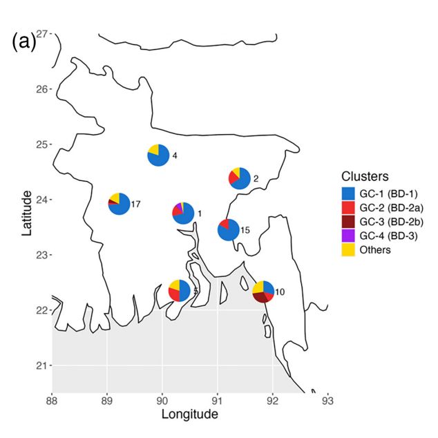 Geographical distribution of V. cholerae genomic clusters across Bangladesh. Isolates are coloured by PopPUNK genomic clusters, matching with lineages coloured as in Fig. 1. ‘Others’ denotes rare clusters only observed once. 