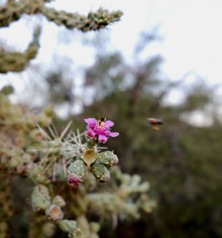 Photograph of a cactus with a pink flower. A bee is on the flower and a second bee is flying towards the flower. This bee is blurry. 