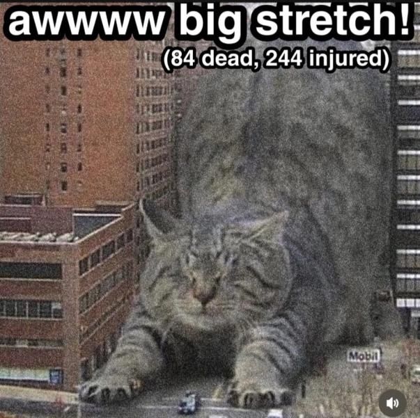 Giant cat stretching, captioned "awwww big stretch! (84 dead,  244 injured)