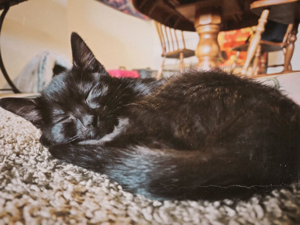 a picture of a black kitten curled up and sleeping. the photo has a filter applied to give it a retro feeling.