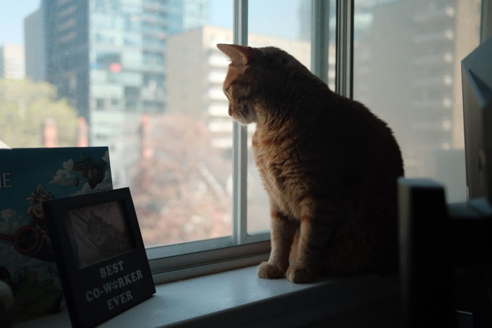 a beautiful orange cat (me, mr morris) stares out window. he looks pensive and beautiful. next to him is a photo saying "best coworker ever" with a photo of beautiful cat, which is me.