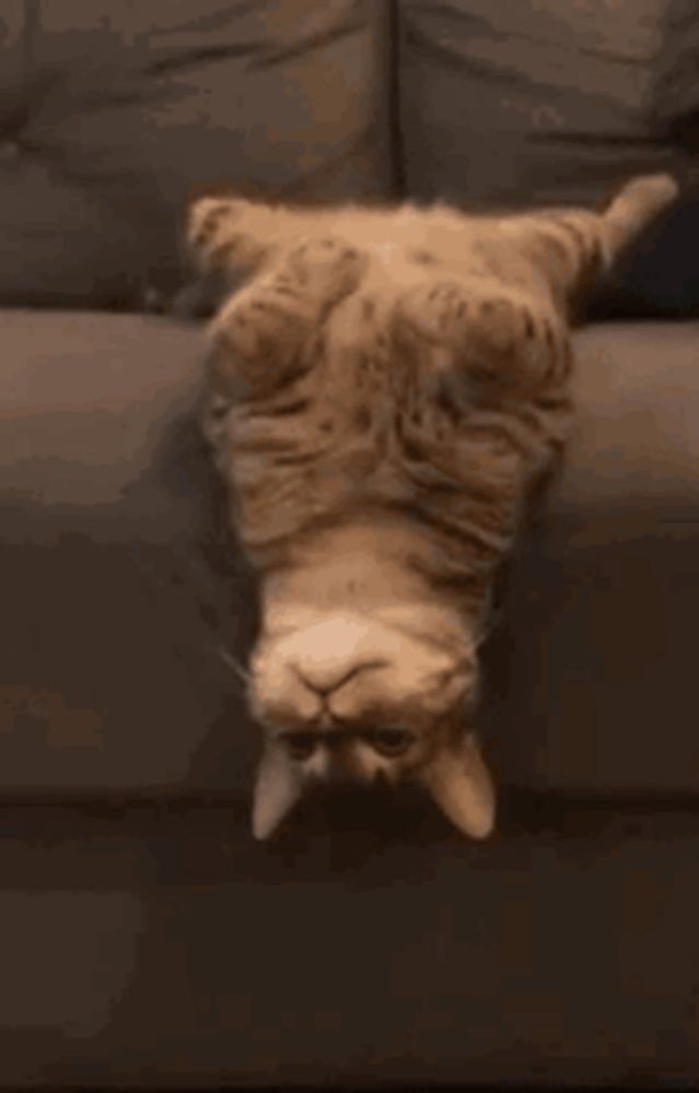 a cat is upside down on a couch .