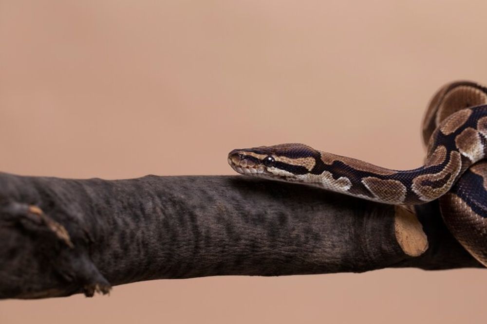 Em outubro: serpentário será a nova atração do aquário Paraíba