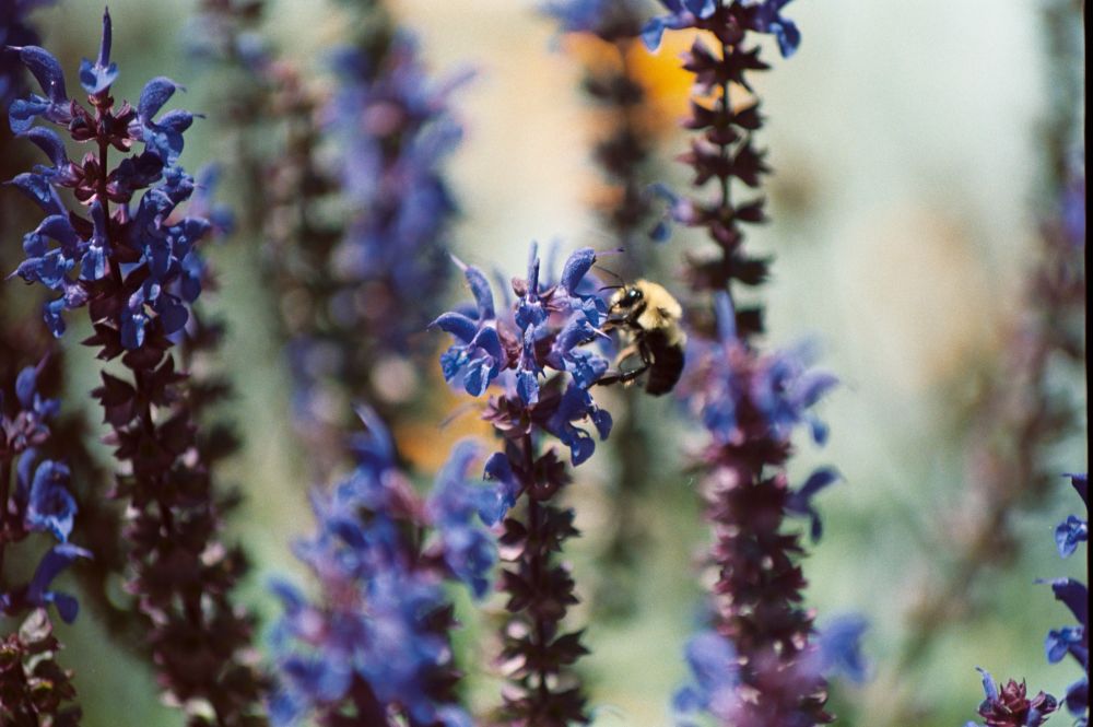 Bumble Bee getting the pollen from a Woodland Sage. Shot on Portra 400 at ISO 200 using a Canon AE-1. 