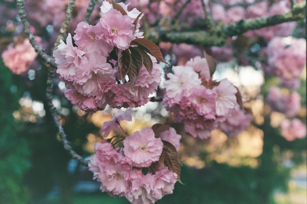 Japanese Cherry Blossoms shot on Porta 400 using a Canon AE-1 