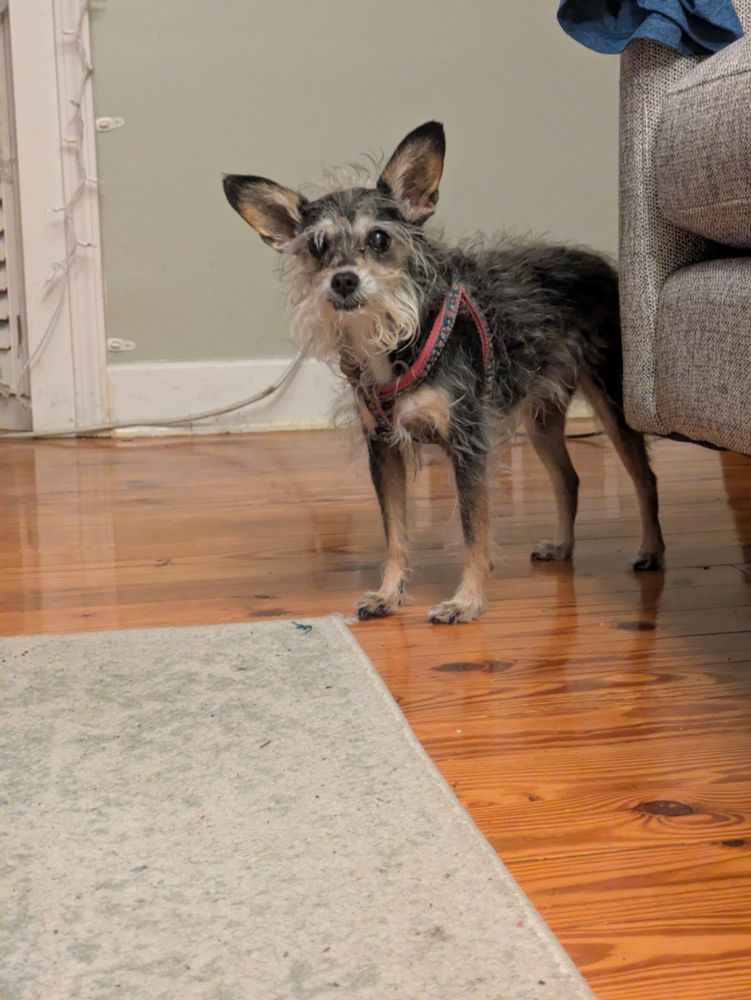 A scruffy little grey terrier peering around the edge of a grey couch.