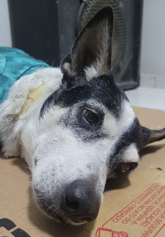 Minha cachorra Janis Joplin em recuperação de cirurgia 
