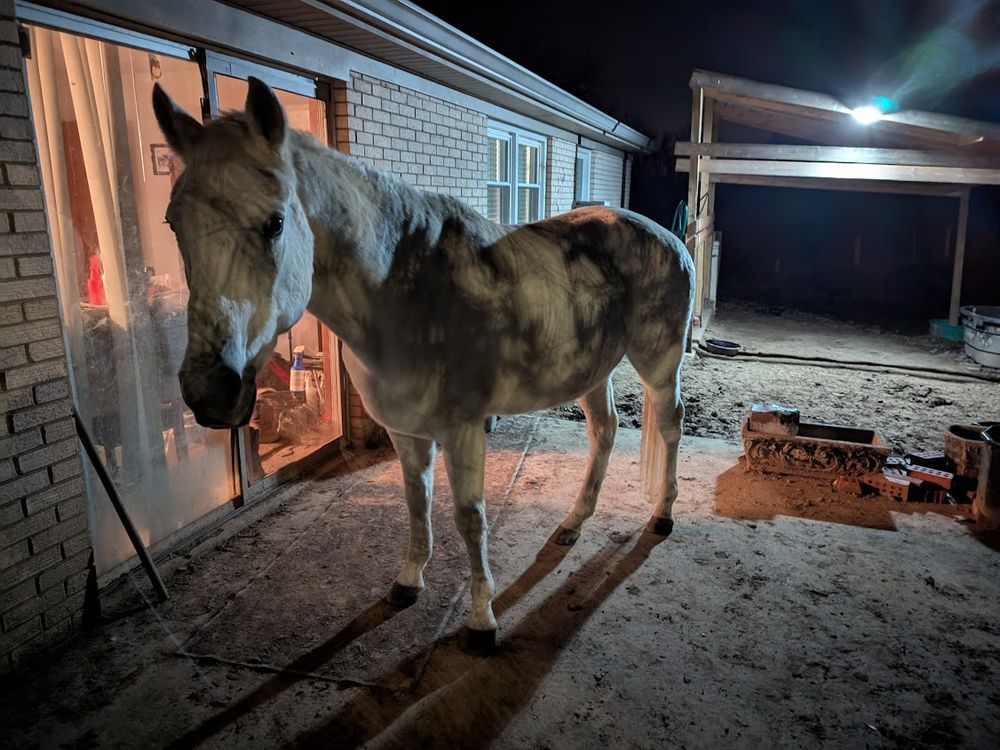 A horse covered in shadows under a light at night.
