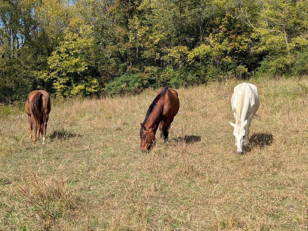 Three horses graze in a field.