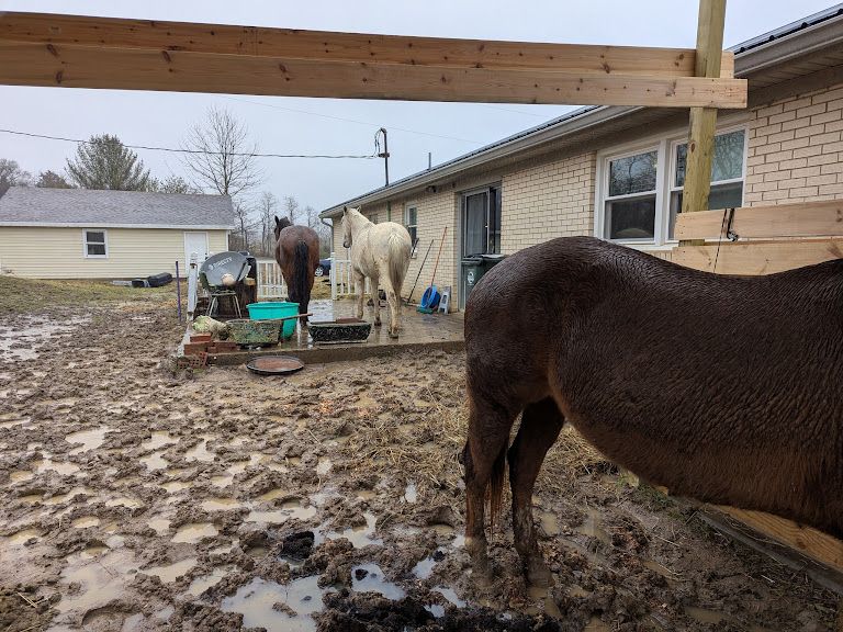 The butt of the red mare from the previous picture. She is under a shelter. Two other horses stand on a cement patio in the rain because they're big babies who don't want to get their hooves muddy.