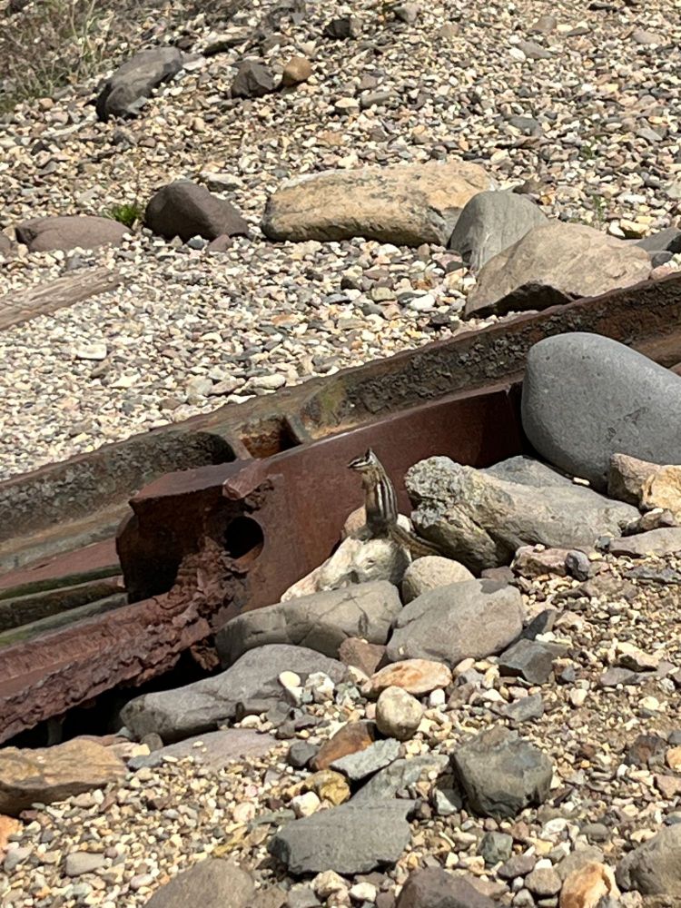 A yellowpine chipmunk perched upright on a rock in front of a rusty piece of iron with several large rocks in a bed of gravel surrounding it.