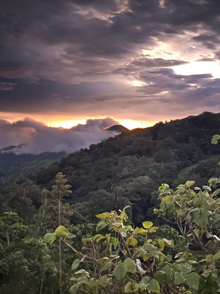 Looking out over a tropical cloud forest at sunset. The foreground is lighter vegetation and there are clouds with shades from dark gray to pink and yellow sunset light between them.