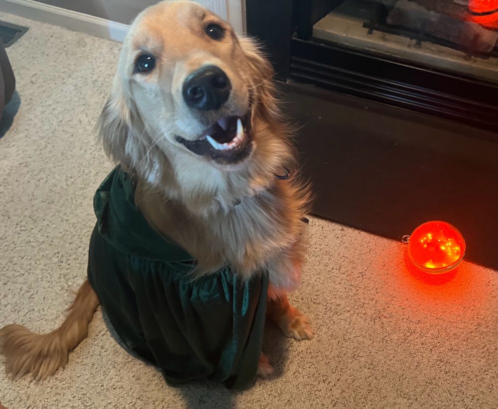 Golden Retriever in a green velvet cape and a orange glowing ball on the floor