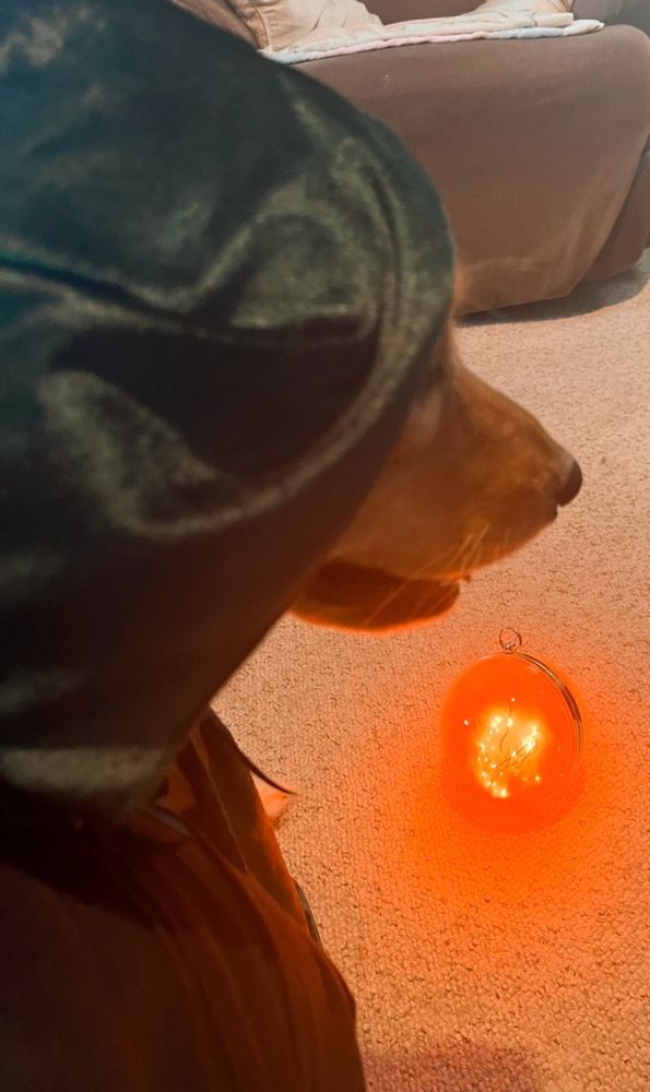 Golden Retriever in a green velvet cape, with the hood up and a orange glowing ball on the floor