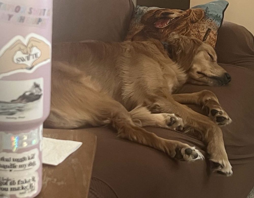 Picture of Golden Retriever sleeping on couch beside an embroidered Golden Retriever pillow