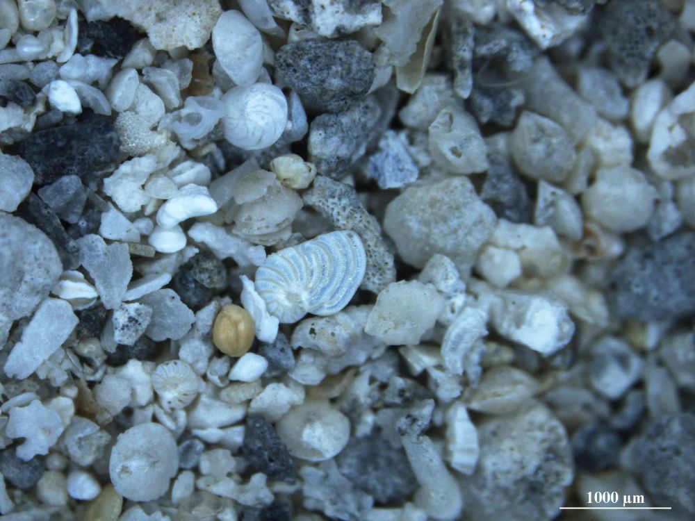 Photomicrograph of gray to tan sediments with microfossils interspersed. Focus of the image is a specimen of Peneroplis in side view, other particles are lenticular foraminifera like Amphistegina, broken molluscs, and worn bits of bryozoan.