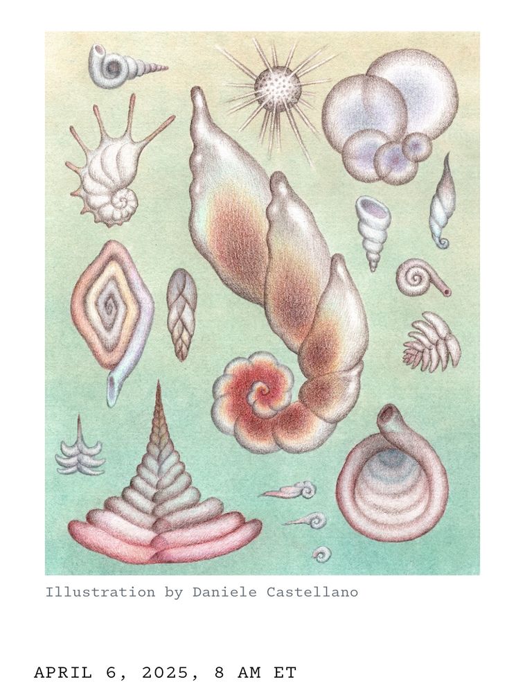 Bubbly artistic interpretations of chambered microfossils that appear inspired by foraminifera. 