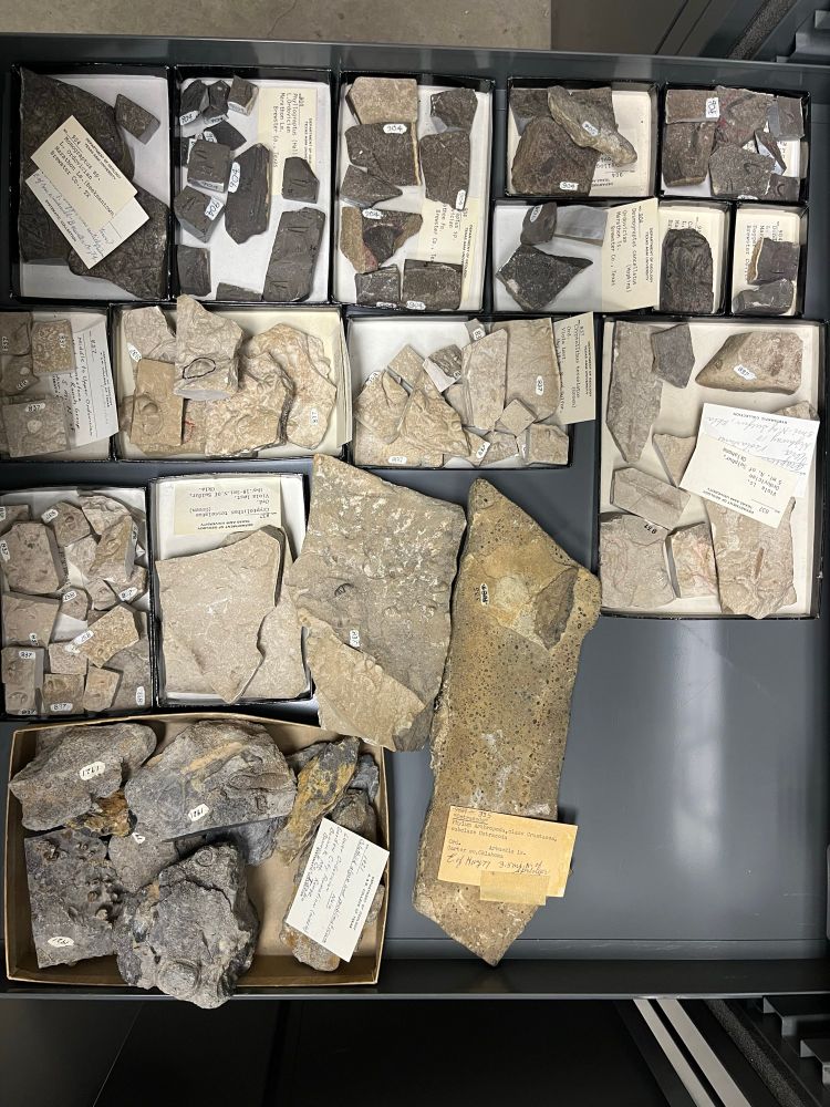 Gray metal drawer with a mosaic of trays with fossils and loose fossiliferous rock slabs. Catalog labels indicate Ordovician trilobites, graptolites, and ostracods.