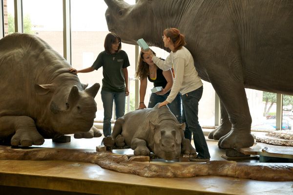 Three paleontologists clean the models with sponges. They are in the display window.
