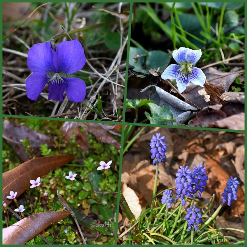 With the warmer weather, these little beauties were blooming yesterday. Clockwise from upper left: Purple common violet; blue/white common violet; grape hyacinth; blue-eyed grass. 