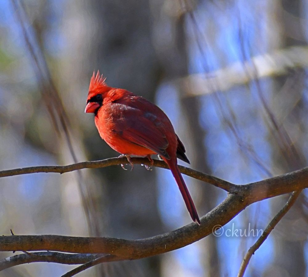 A vibrant red bird with a black mask and a spiky crest (a Northern cardinal) in floof mode tightly grasps a thin branch on a windy afternoon.