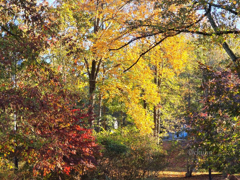 Trees in the yard showing their autumn colors. Left to right: red Japanese maple, Oak tree behind green azalea bushes, yellow Hickory, red Dogwood and green Japanese maple. Branches of Oak tree in upper right corner.