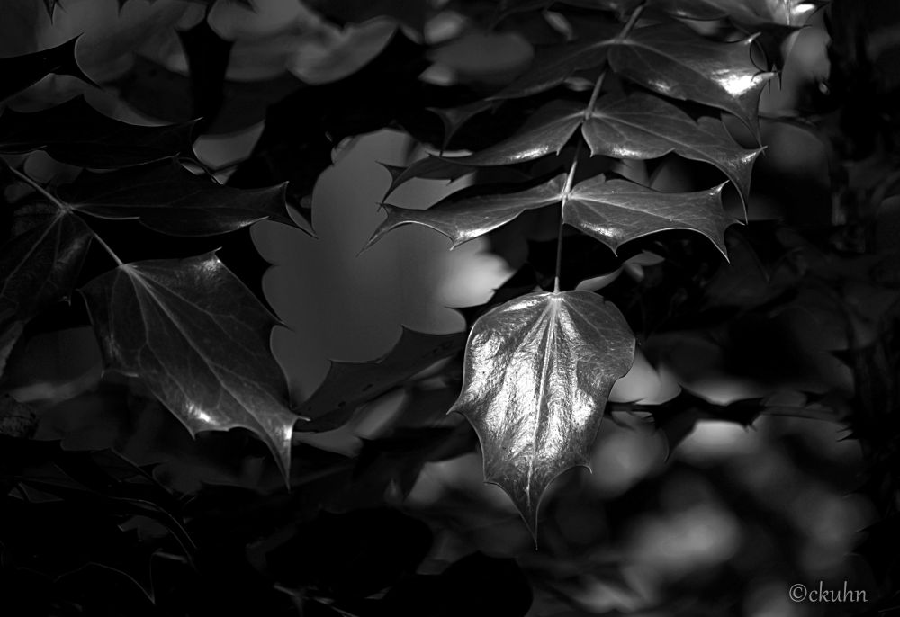 Black and white close-up of smooth and glossy leaves of a leatherleaf mahonia holly, but the pointed tips of the leaves are quite sharp.