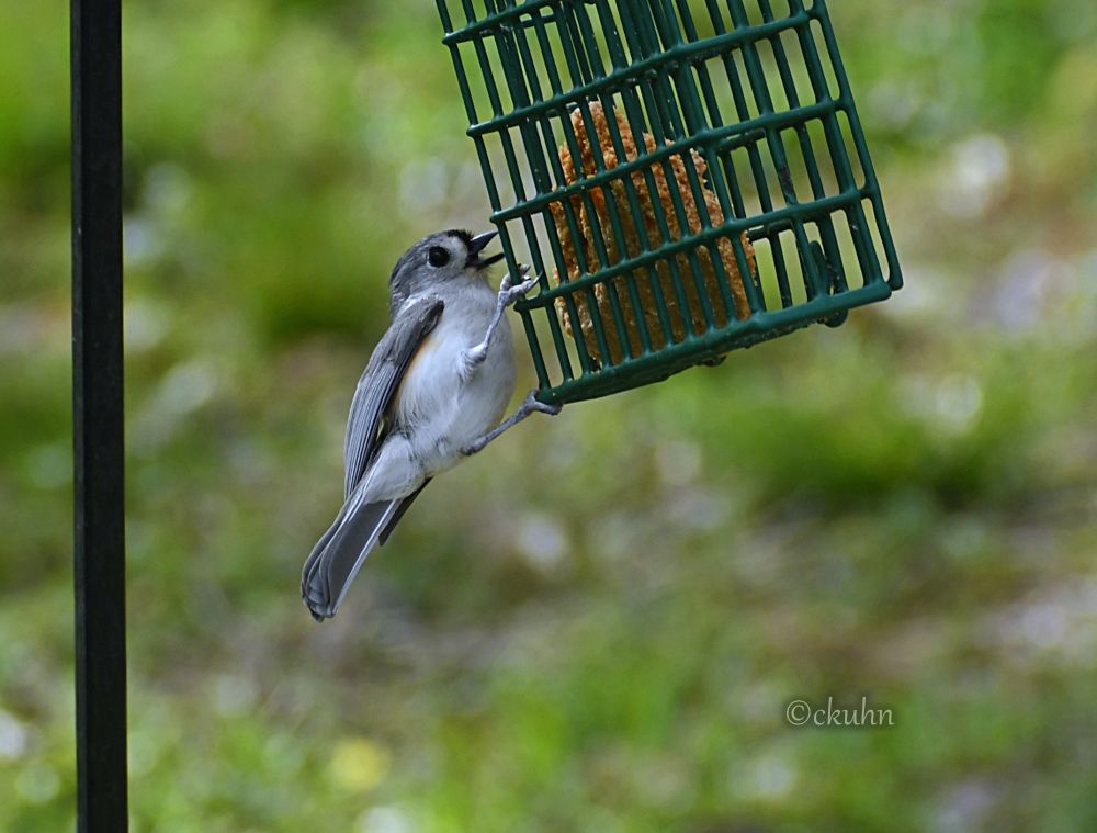 A gray bird with black eyes (tufted titmouse), a black patch between its eyes, and a white abdomen, grasps a suet cage as the cage sways in the wind. The bird's beak is open as it tries to pluck a piece of the suet block contained in the cage. The background is mottled green and white.