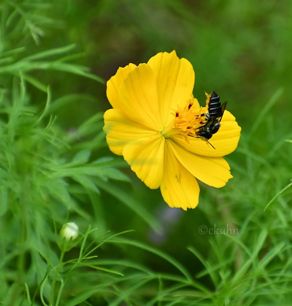 A bee gathering  pollen from a yellow cosmos flower surrounded by green leaves and a small white cosmos bud. 