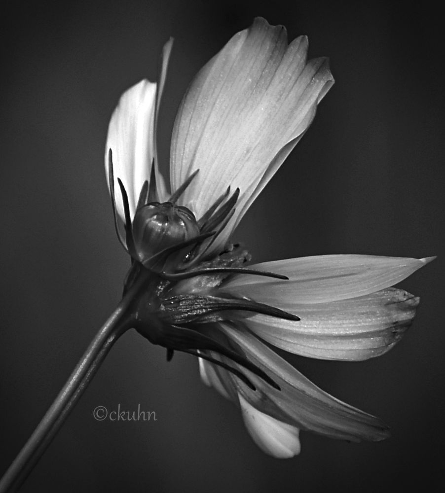 A black and white close-up of a two-tone flower (cosmos) from the underside of the flower. The flower has long, fluted petals with smoky smudged tips and dark sepals at the base. If you look closely, there are raindrops on the most prominent sepal. Attached to the flower's stem is another stem with a closed dome-shaped bud surrounded by multiple sepals.