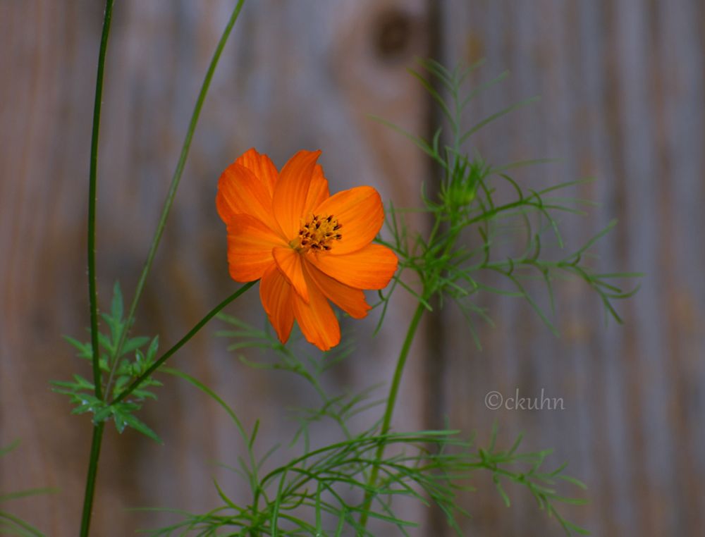 A brilliant orange cosmos called Bright Lights with green fern-like leaves to light up your day! 