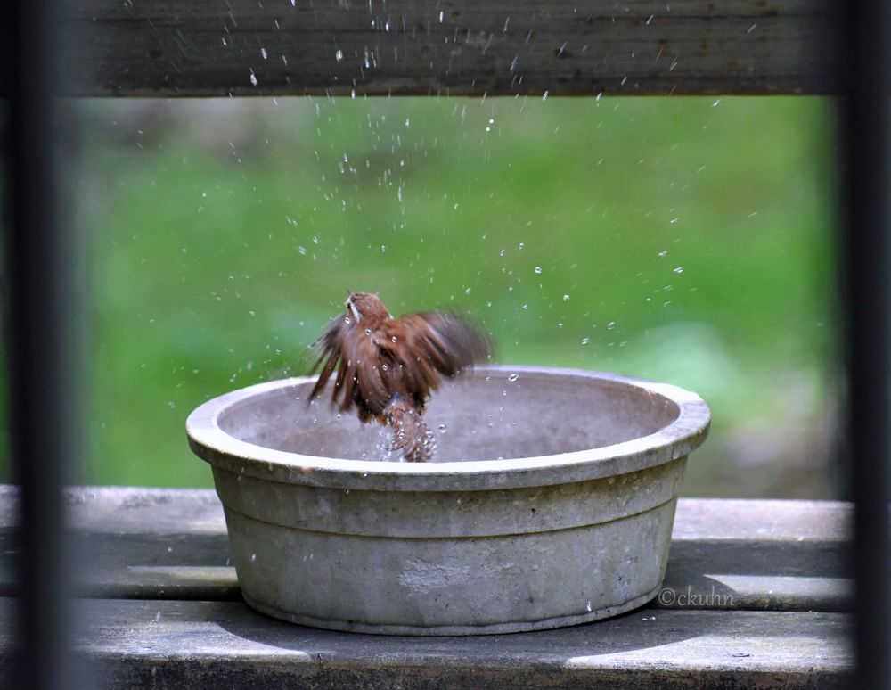 A small brown bird (Carolina wren) emerges quickly from its bath in a water bowl that's sitting on a wooden bench. The background is mottled green lawn. The photo was taken through a porch window.