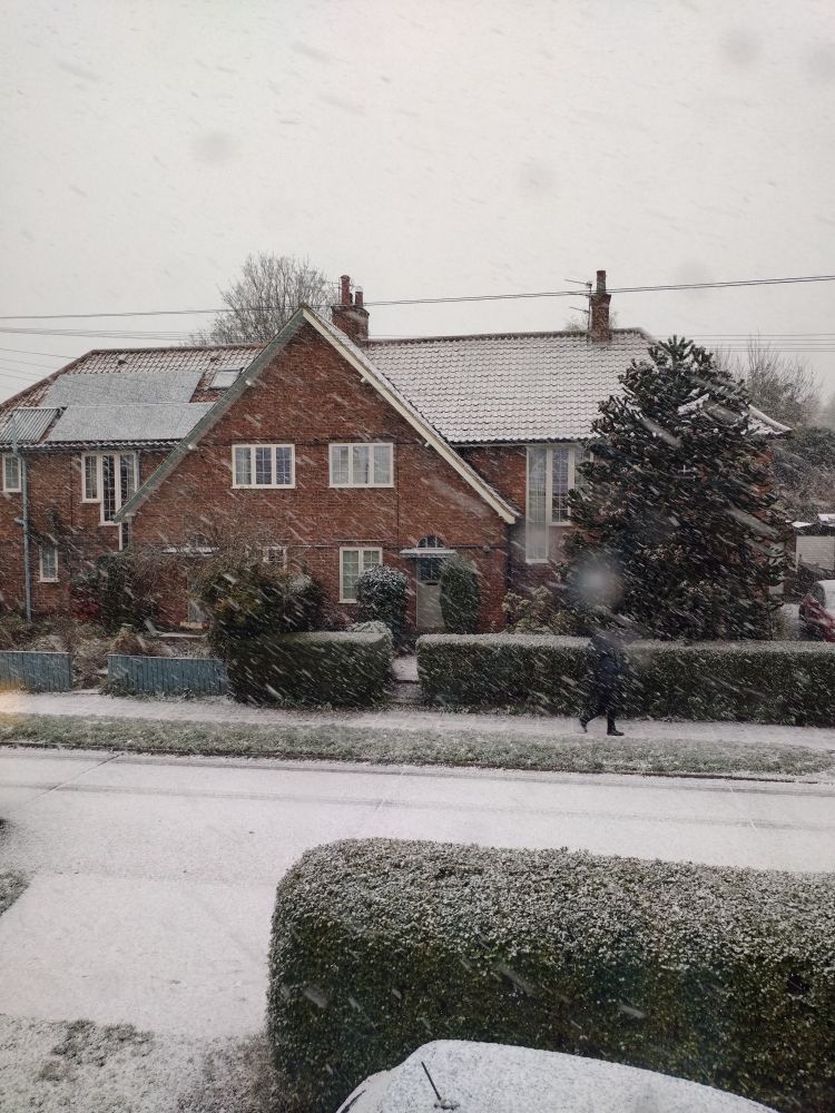 A York street covered in snow. An arucaria pretends to be a Christmas tree in November. Too early. 