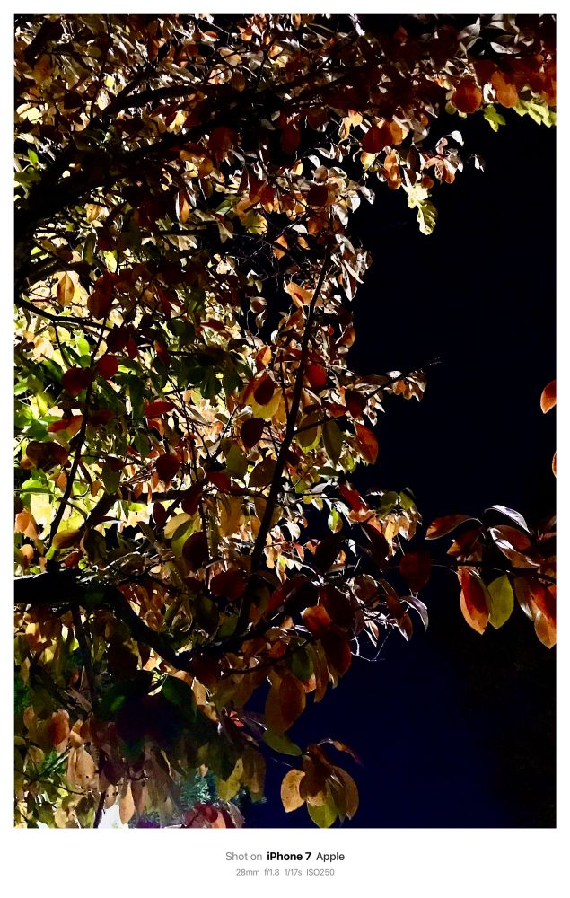 夜の街灯でライトアップされてしまった紅葉（こうよう）